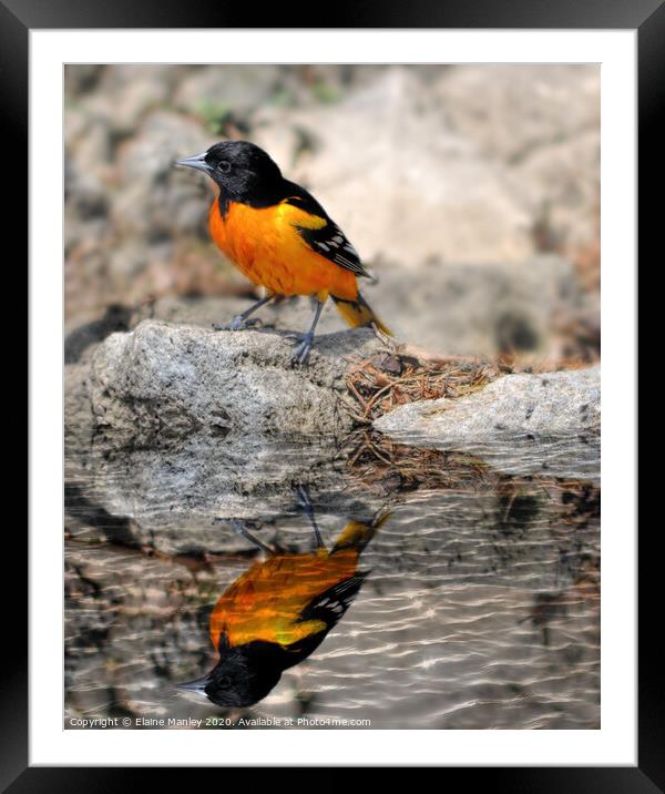 Baltimore Oriole Framed Mounted Print by Elaine Manley