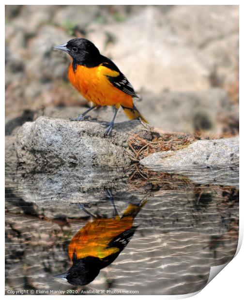 Baltimore Oriole Print by Elaine Manley