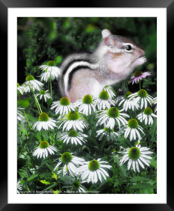 Flower Baby Chipmunk Framed Mounted Print by Elaine Manley
