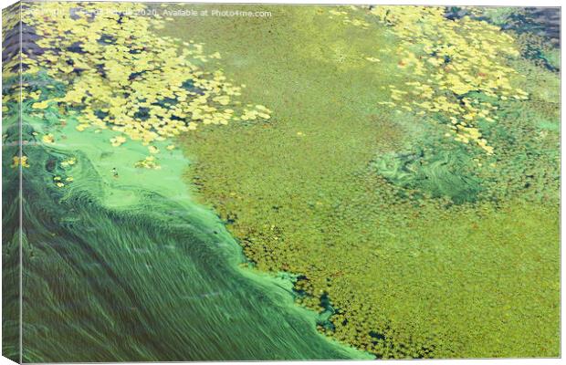 Blue-green algae cover the surface of the river with a pellicle. Pollution of the river water. Ecological problems. Canvas Print by Sergii Petruk