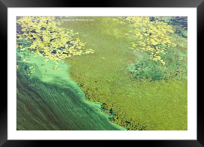 Blue-green algae cover the surface of the river with a pellicle. Pollution of the river water. Ecological problems. Framed Mounted Print by Sergii Petruk
