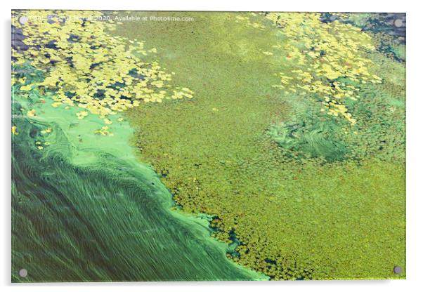 Blue-green algae cover the surface of the river with a pellicle. Pollution of the river water. Ecological problems. Acrylic by Sergii Petruk