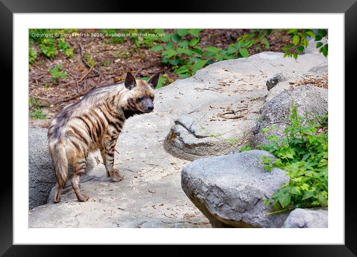 The striped hyena walks among stone boulders and green vegetation. Framed Mounted Print by Sergii Petruk