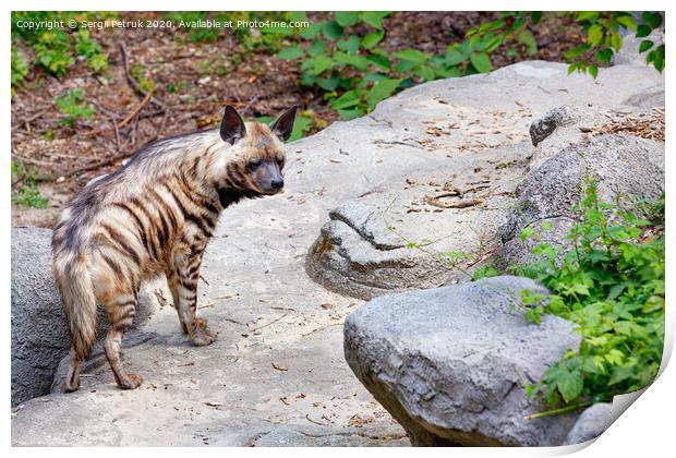 The striped hyena walks among stone boulders and green vegetation. Print by Sergii Petruk