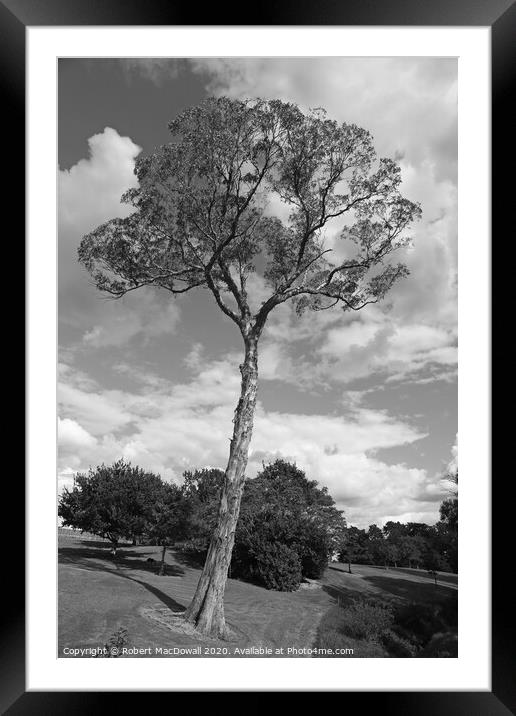 Old gum tree in Lloyd Elsmore Park in Auckland, New Zealand Framed Mounted Print by Robert MacDowall