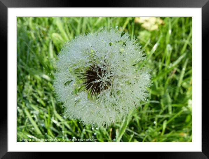 Frozen wishes on a dandelion Framed Mounted Print by Ursula Keene