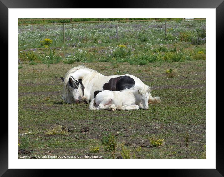 Cob mare & her foal Framed Mounted Print by Ursula Keene