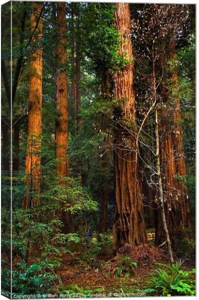 Giant Redwood Trees Tower Over Hikers Muir Woods San Francisco Canvas Print by William Perry