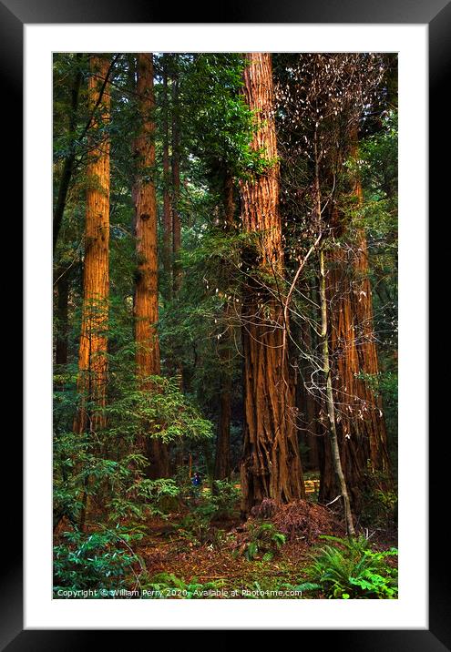 Giant Redwood Trees Tower Over Hikers Muir Woods San Francisco Framed Mounted Print by William Perry