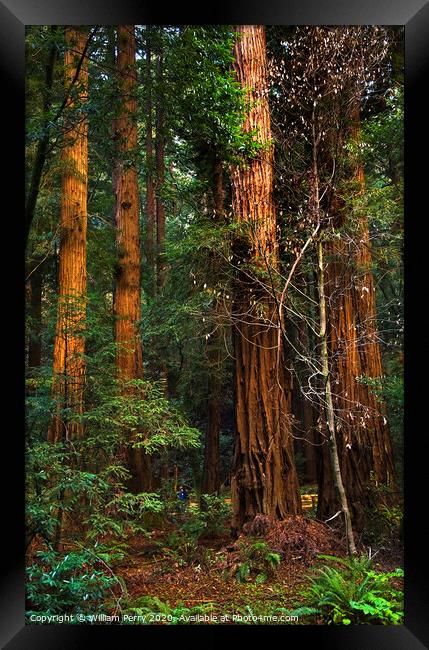 Giant Redwood Trees Tower Over Hikers Muir Woods San Francisco Framed Print by William Perry