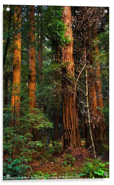 Giant Redwood Trees Tower Over Hikers Muir Woods San Francisco Acrylic by William Perry