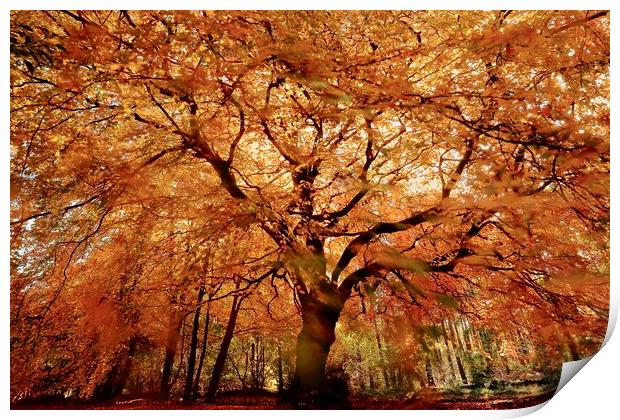 Autumn Beech tree Print by Simon Johnson