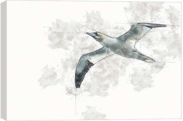 Sketch of a Lone Gannet Canvas Print by Gary Sanford