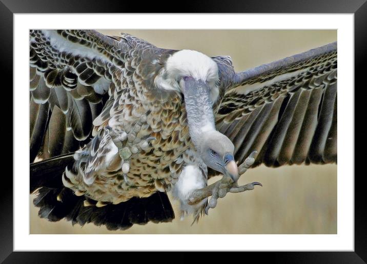 White - Backed - Vulture Framed Mounted Print by Michael Smith