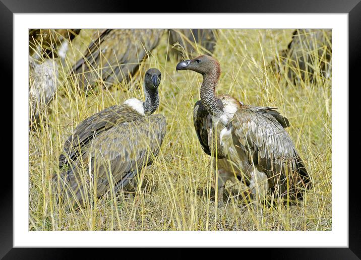 Vultures  Framed Mounted Print by Michael Smith