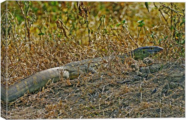 Nile Monitor Lizard Canvas Print by Michael Smith