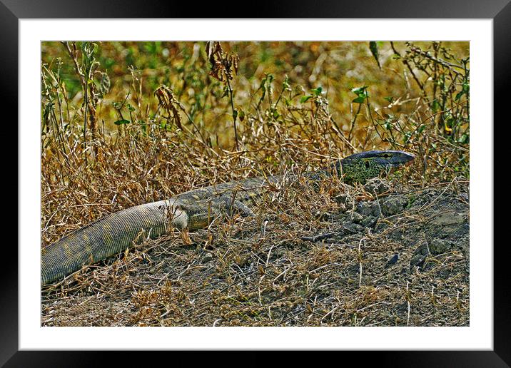 Nile Monitor Lizard Framed Mounted Print by Michael Smith