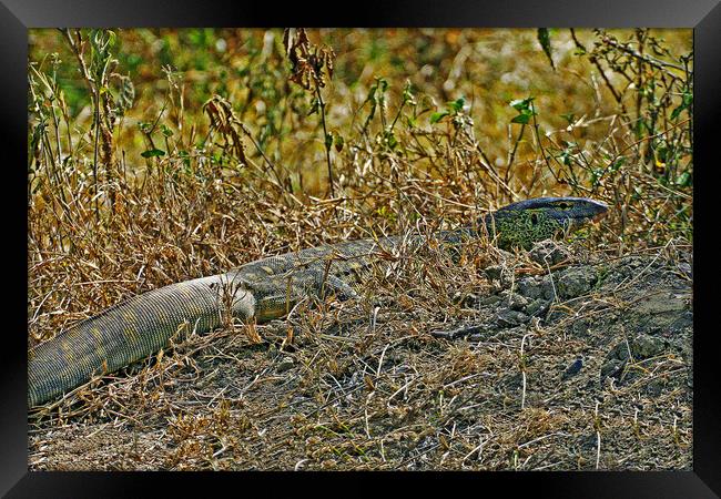 Nile Monitor Lizard Framed Print by Michael Smith