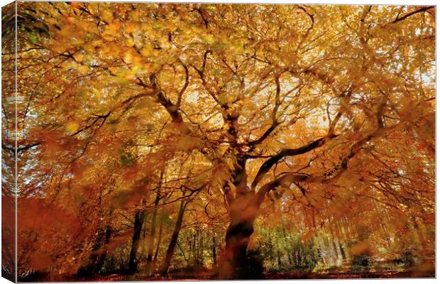 Beech tree in Autumn Splendour Canvas Print by Simon Johnson