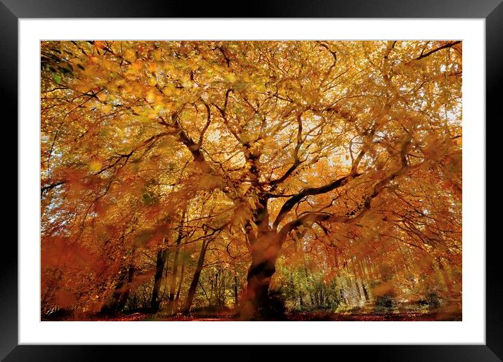 Beech tree in Autumn Splendour Framed Mounted Print by Simon Johnson