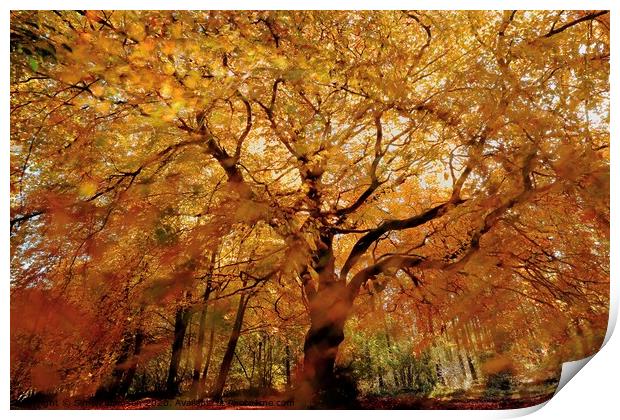 Beech tree in Autumn Splendour Print by Simon Johnson