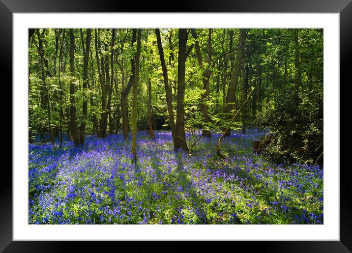 Bluebell Wood  Framed Mounted Print by Darren Galpin