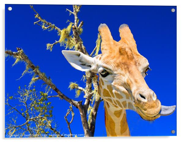 Colourful Giraffe portrait, blue sky backdrop. Acrylic by Geoff Childs