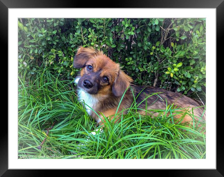 Cute puppy in a garden. Framed Mounted Print by Geoff Childs