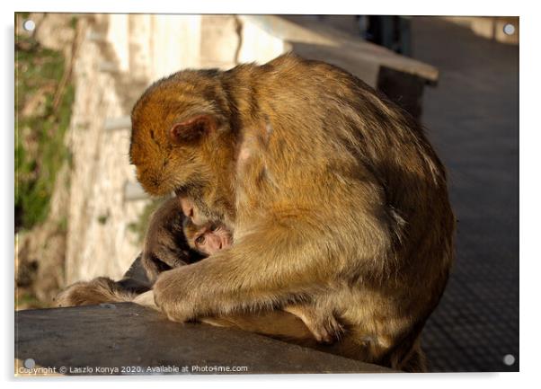Ape's Dan - Gibraltar Acrylic by Laszlo Konya