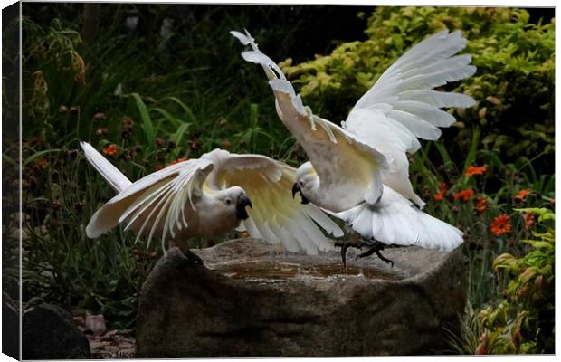 Two Sulphur-crested Cockatoos Canvas Print by Geoffrey Higges
