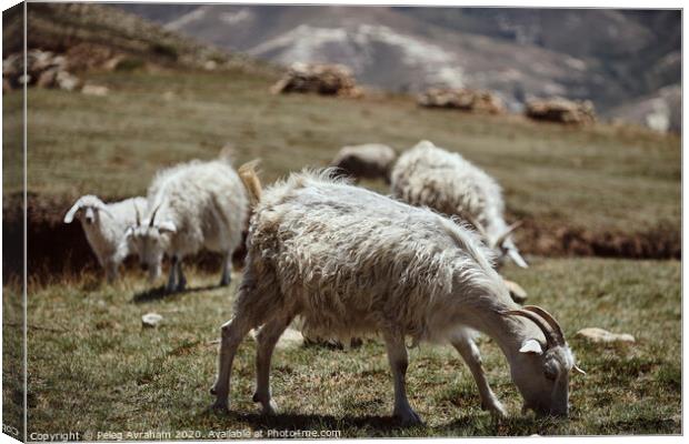 A herd of sheep standing on top of a grass covered Canvas Print by Peleg Avraham