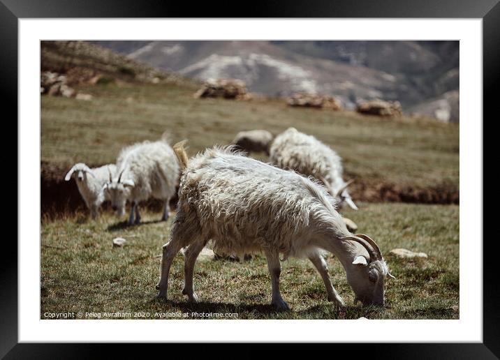 A herd of sheep standing on top of a grass covered Framed Mounted Print by Peleg Avraham