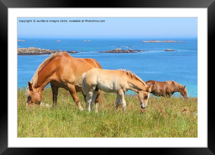Trait Breton mare and her foal in a field in Brittany Framed Mounted Print by aurélie le moigne