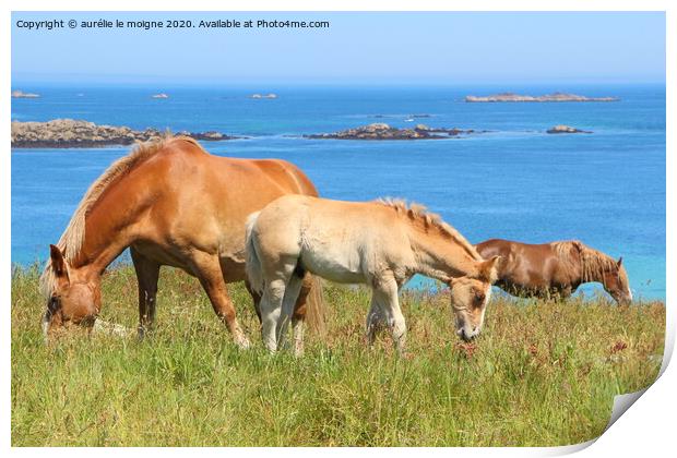 Trait Breton mare and her foal in a field in Brittany Print by aurélie le moigne
