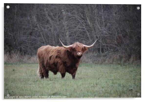 A Highland Cow grazing on the Somerset Levels Acrylic by John Martin