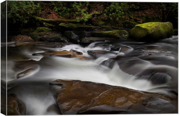 Moss covered rocks on The Upper Clydach River Canvas Print by Leighton Collins