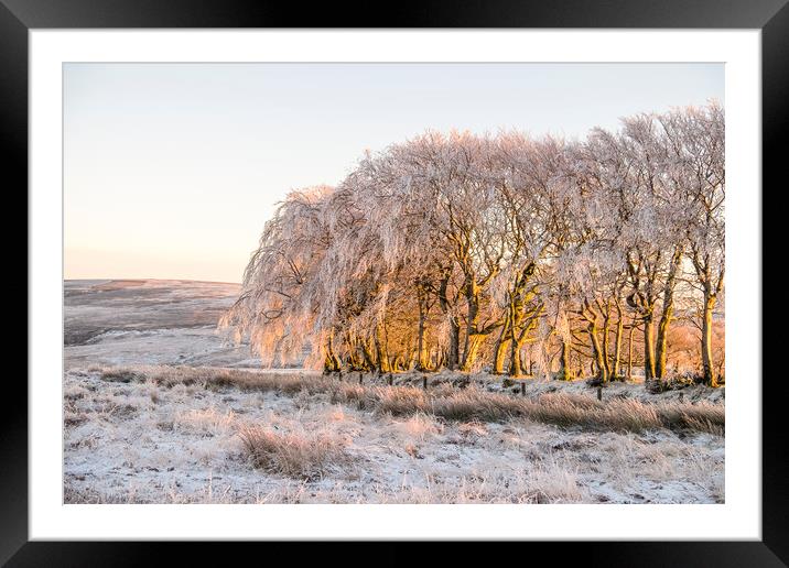 Ice encrusted trees in the setting sun Framed Mounted Print by Shaun Davey
