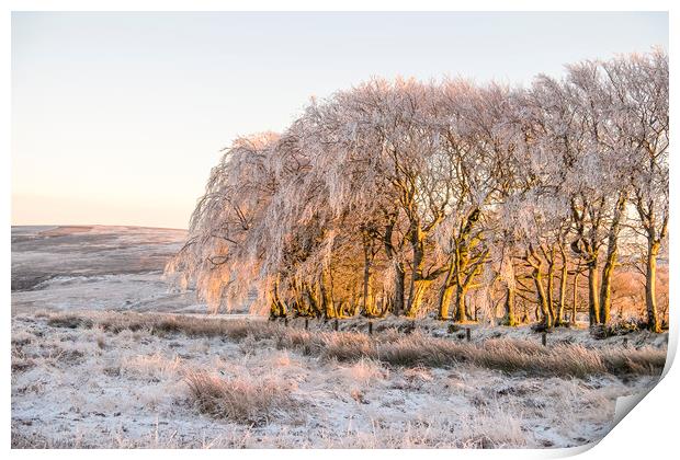 Ice encrusted trees in the setting sun Print by Shaun Davey