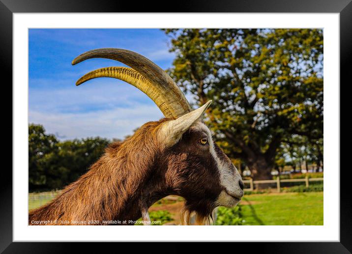 A close up of a goat Framed Mounted Print by Julia Janusz