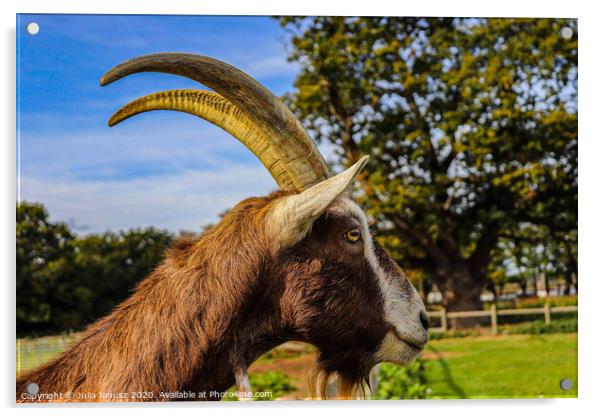 A close up of a goat Acrylic by Julia Janusz