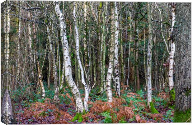 Silver Woodland Canvas Print by David Hare