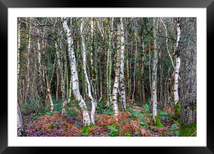 Silver Woodland Framed Mounted Print by David Hare