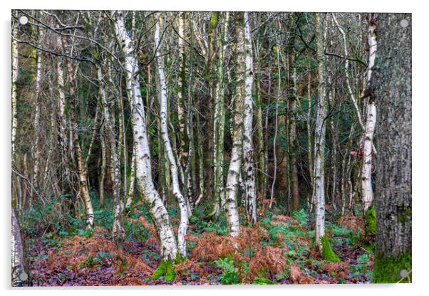 Silver Woodland Acrylic by David Hare