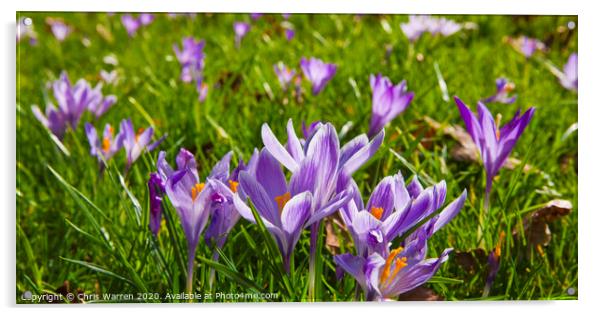 Crocus in Springtime Acrylic by Chris Warren