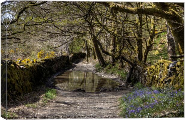 Green Lane, Undermillbeck Common, Cumbria Canvas Print by Beverley Middleton
