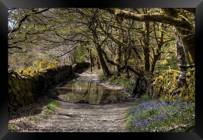 Green Lane, Undermillbeck Common, Cumbria Framed Print by Beverley Middleton