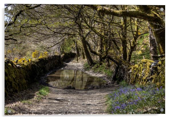 Green Lane, Undermillbeck Common, Cumbria Acrylic by Beverley Middleton