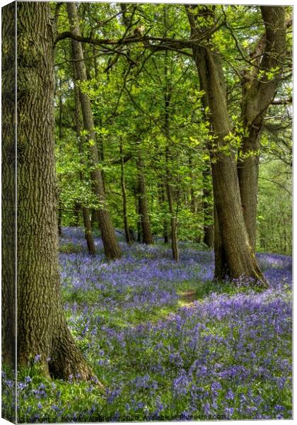 Bluebells at Middleton Woods, Yorkshire Canvas Print by Beverley Middleton