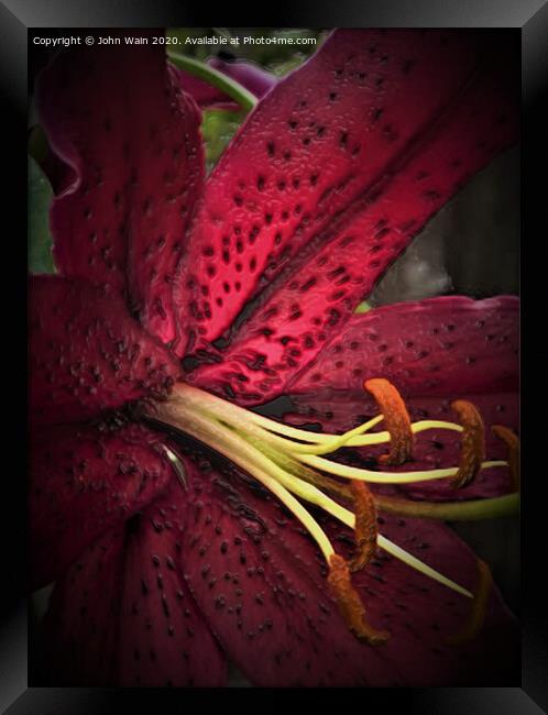 Oriental Lily (Digital Art)  Framed Print by John Wain