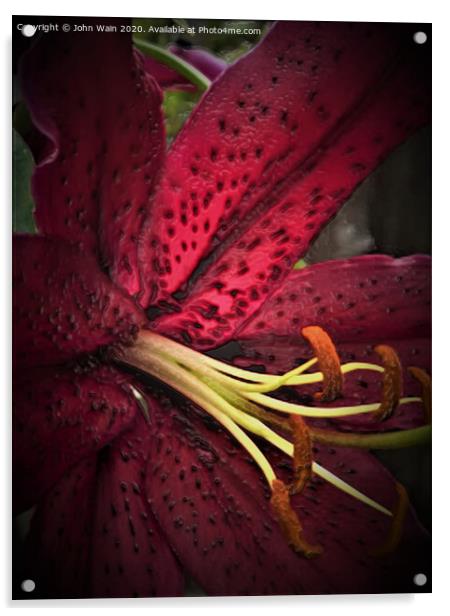 Oriental Lily (Digital Art)  Acrylic by John Wain
